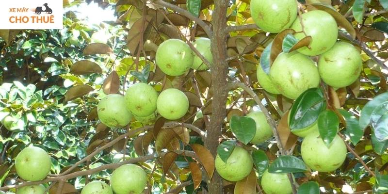 Thử ngay vú sữa Lò Rèn – ngọt thanh, thơm dịu, ăn là ghiền!