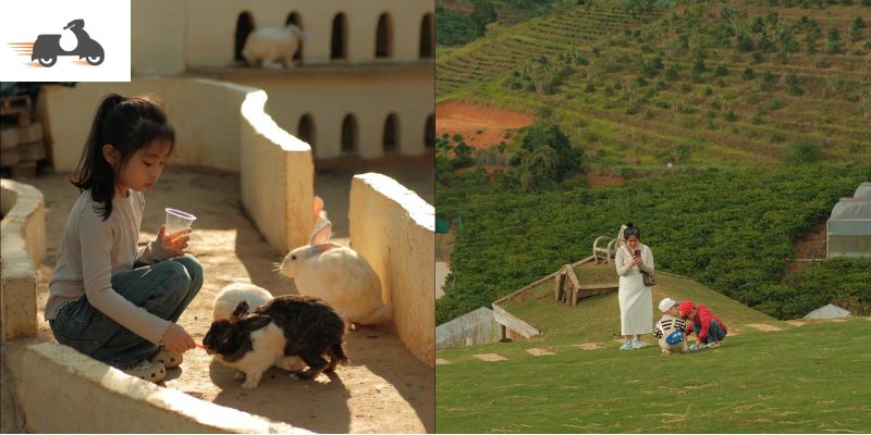 Chika Farm thu hút với phong cách châu Âu và thú cưng thân thiện