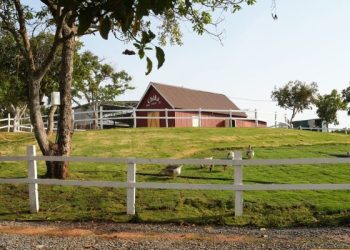 Review Chika Farm Đà Lạt & kinh nghiệm du lịch tự túc 2025