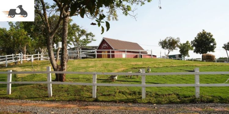 Review Chika Farm Đà Lạt & kinh nghiệm du lịch tự túc 2025