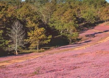 đồi cỏ hồng Đà Lạt