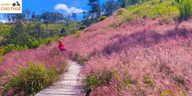 Trại Mát mang đến trải nghiệm đồi cỏ hồng Đà Lạt đầy thơ mộng