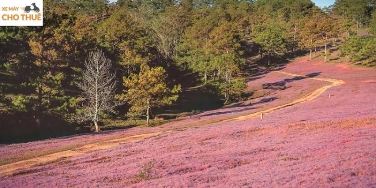 đồi cỏ hồng Đà Lạt