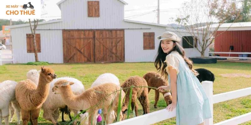 Ghé Chika Farm, chạm vào sự bình yên đúng nghĩa