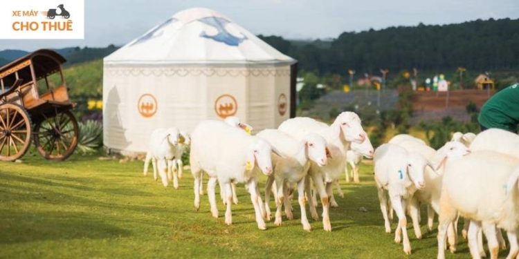 Sở thú Đà Lạt – điểm check-in mới toanh cho hội mê thiên nhiên và động vật