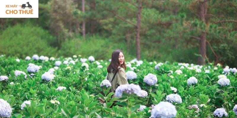 Thung Lũng Vàng – nơi mỗi bông hoa đều kể một câu chuyện thiên nhiên tuyệt đẹp!