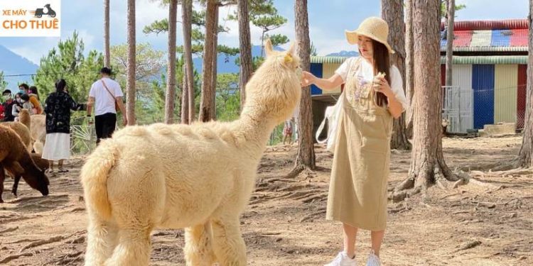 Zoodoo Đà Lạt