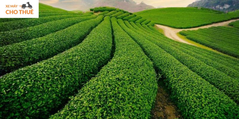 Đồi chè Cầu Đất