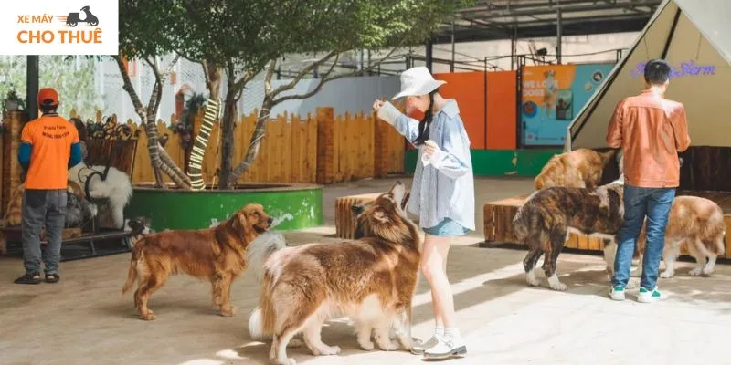 Nông trại cún Puppy Farm - Địa điểm tham quan, checkin đẹp tại Đà Lạt