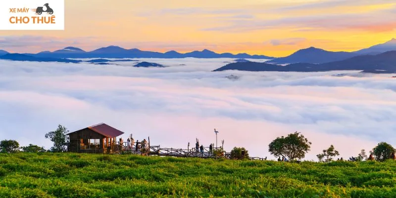 Tham quan đồi chè Cầu Đất ở Đà Lạt