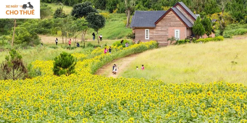 Dalat Milk Farm - Địa điểm tham quan Đà Lạt dành cho gia đình