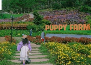 Nông trại cún Puppy Farm – điểm đến không thể bỏ lỡ nếu bạn là ‘sen’ đích thực