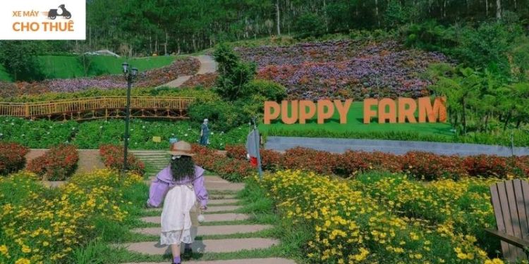 Nông trại cún Puppy Farm – điểm đến không thể bỏ lỡ nếu bạn là ‘sen’ đích thực