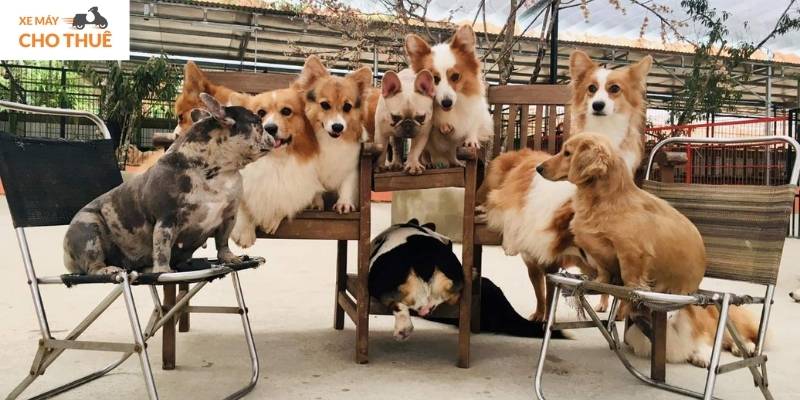 Từ check-in, chơi cùng thú cưng đến hái dâu, tất cả đều trọn vẹn tại Puppy Farm