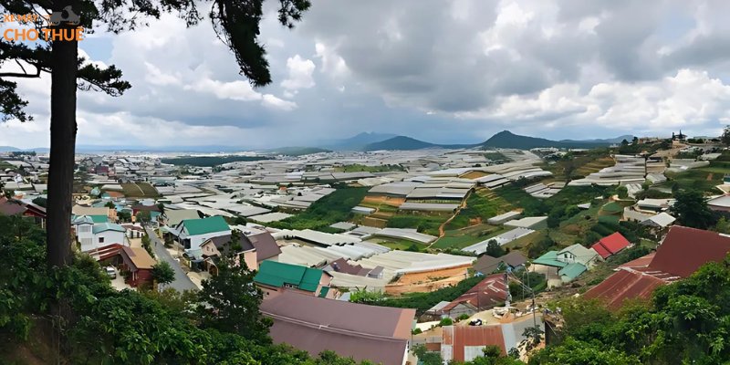 Cảnh thông thẳng tắp, sương sớm tạo nên bức tranh huyền ảo