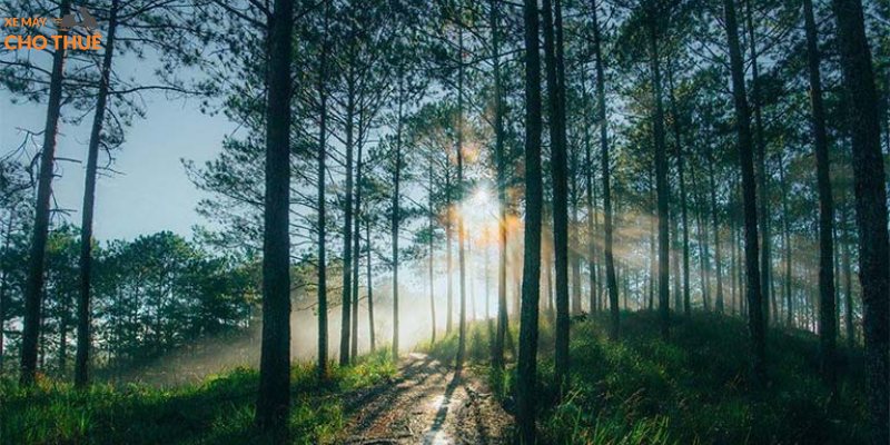 Hàng thông che lối, ánh nắng tạo cảnh sắc mộng mơ