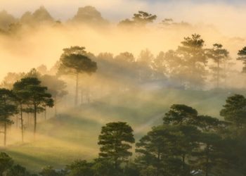 Check-in 7 rừng thông Đà Lạt đẹp nổi tiếng không thể bỏ lỡ