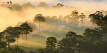 Check-in 7 rừng thông Đà Lạt đẹp nổi tiếng không thể bỏ lỡ