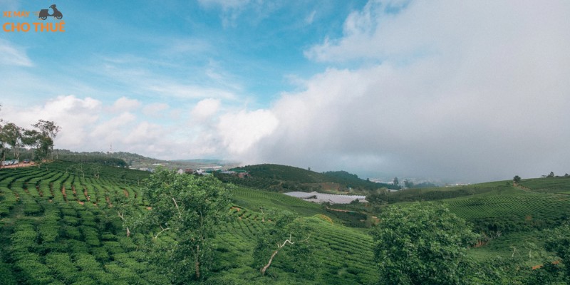 Cầu Đất, rừng thông ôm đồi, không gian tĩnh lặng mê hoặc